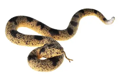 Змія C6130-38 в дисплеї 24 шт. р.32x25x15 см YG Toys купити