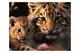 Набір для розпису по номерах Тигриця з тигреням на кольоровому фоні розміром 40х50 см (MZ019) Strateg купити недорого в Україні, фото 56544