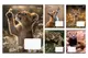 Зошит 24 Клітинка 769147 "Wildlife is beautiful" 1Вересня купити недорого в Україні, фото 68637