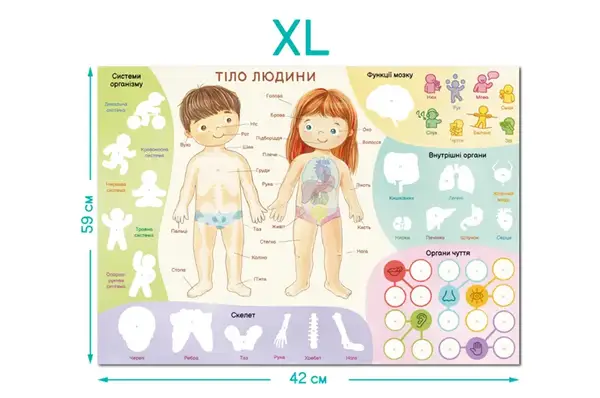 Навчальний постер з наклейками 300901 «Тіло людини» XL DoDo купити недорого в Україні, фото 5