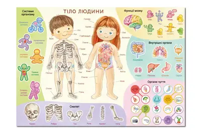 Навчальний постер з наклейками 300901 «Тіло людини» XL DoDo купити