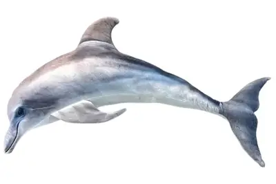 Іграшка м’яконабивна DOL «ДЕЛЬФІН» розмір 80 см купити